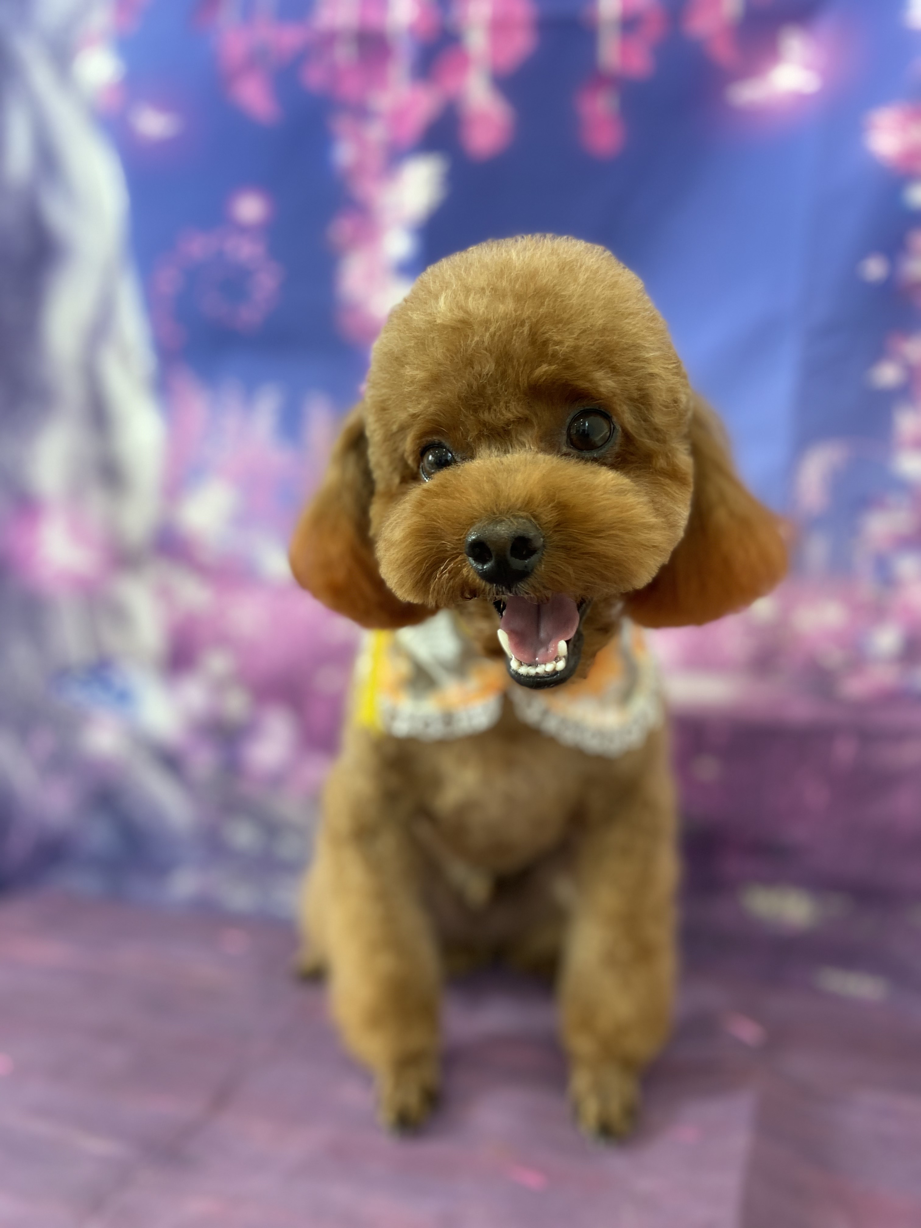 コタちゃん わんちゃんギャラリー Grooming Hotel 犬衣 わんころ 亀岡本店